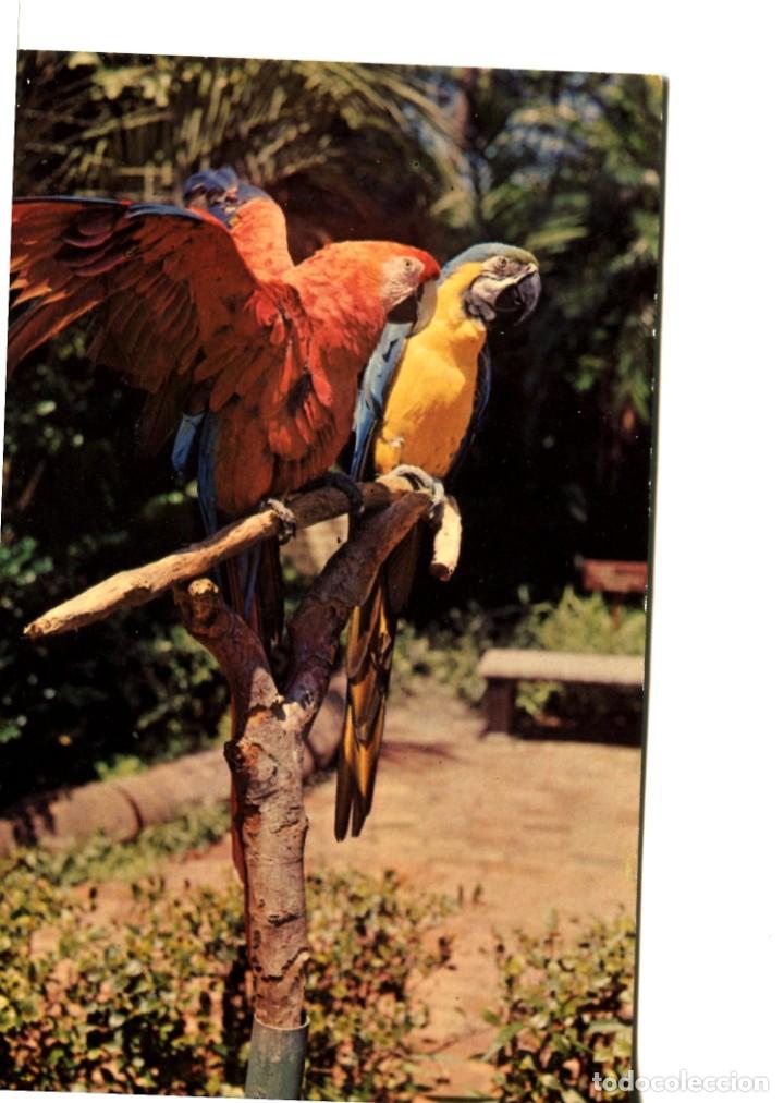Cartes Postales: POSTAL EXTRANJERA LOROS