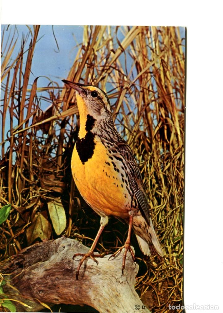 Cartes Postales: POSTAL EXTRANJERA PAJARILLO STURNELLA MAGNA