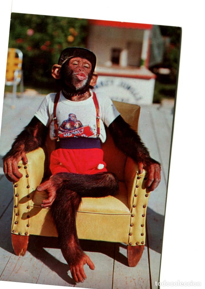 Cartes Postales: POSTAL EXTRANJERA MONO - CHIMPACE