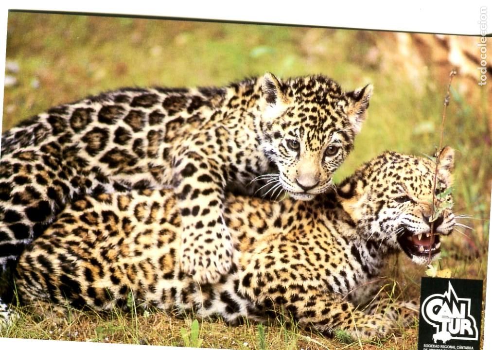 Cartes Postales: POSTAL EXTRANJERA JAGUAR