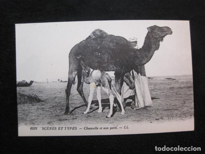 Cartes Postales: CAMELLO Y SU HIJO-TIPO ARABE-TIPO ORIENTE-EDICION LL-POSTAL ANTIGUA-(79.770)