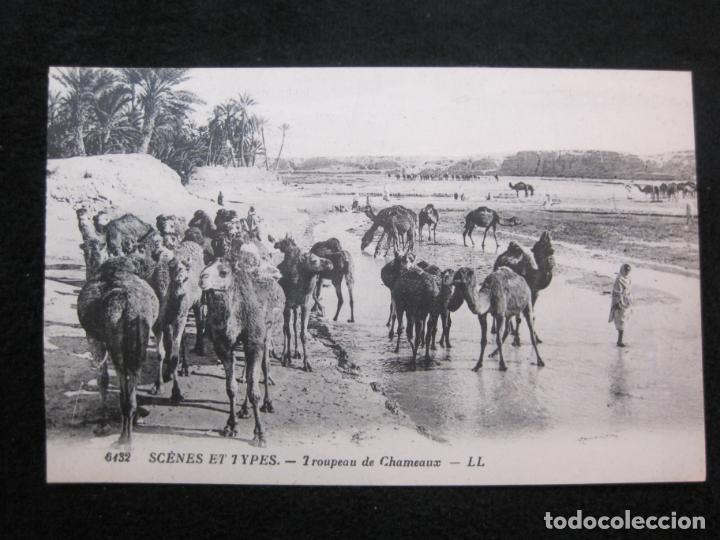 Cartes Postales: GRUPO DE CAMELLOS-TIPO ARABE-TIPO ORIENTE-EDICION LL-POSTAL ANTIGUA-(79.771)