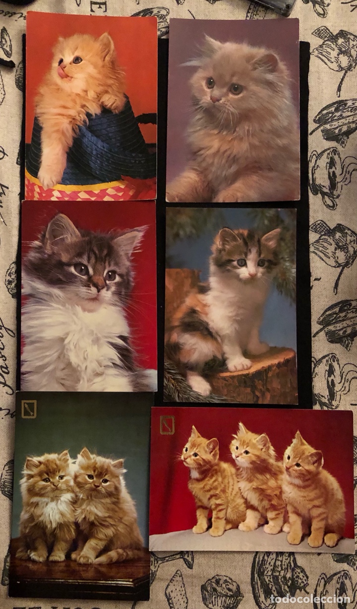 Postcards: Postales gatitos a&ntilde;os 60-70