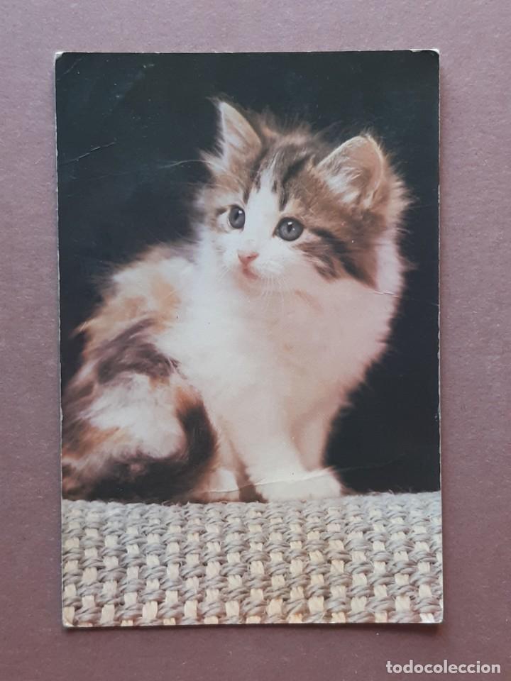 Postcards: POSTAL 6153 D. CYZ. C. y Z. GATO. 1983. SIN CIRCULAR.