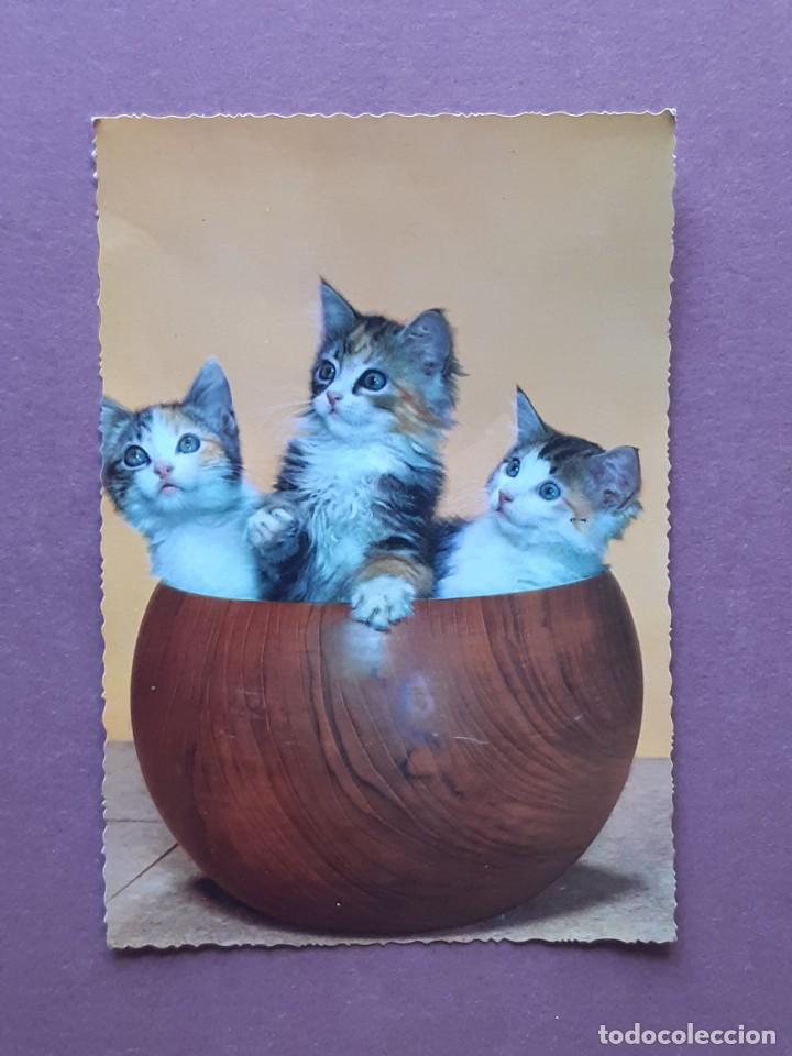 Cartes Postales: POSTAL 6548 CYZ. C. y Z. GATOS. 1963. ESCRITA SIN CIRCULAR.