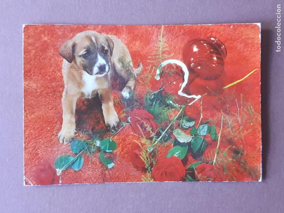 Cartes Postales: POSTAL SERIE 611 CREACIONES DE ARTES GR&Aacute;FICAS. PERRO. 1967. SIN CIRCULAR.