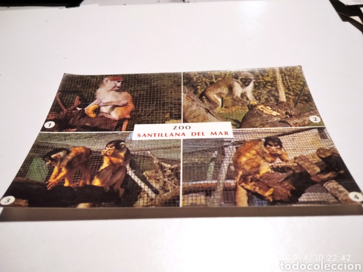 Postales: Zoo Santillana del Mar monos - Foto 1