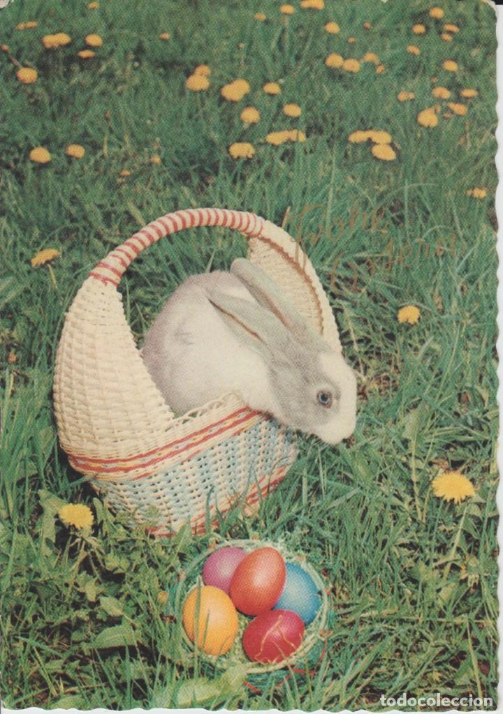 Cartes Postales: CONEJO DENTRO DE UNA CESTA CON HUEVOS DE COLORES