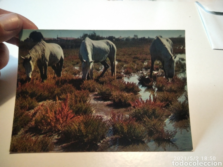 Cartes Postales: Les guardians caballos