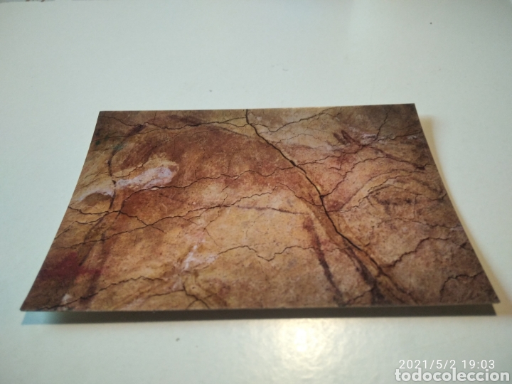 Cartes Postales: Cuevas de Altamira Cierva