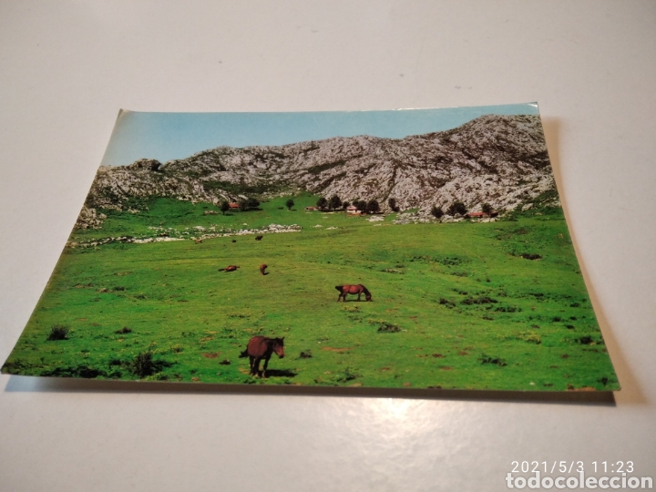 Cartes Postales: Picos de europa, caballos
