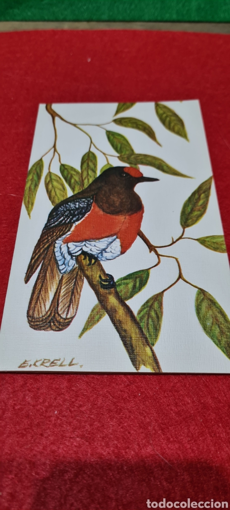 Postales: Preciosa Postal. Ave exotica. Por Krell. ARTIS.MUTI
