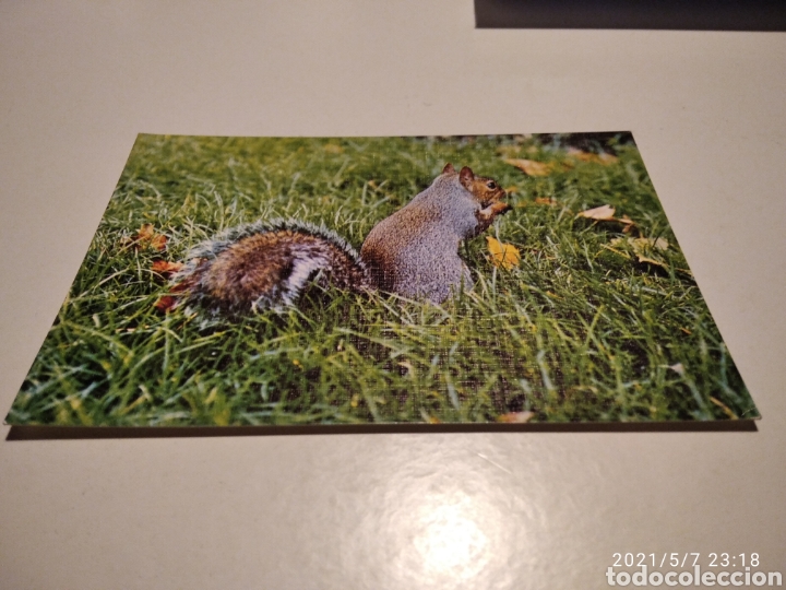 Cartes Postales: Fauna y flora pirenaica, Ardilla