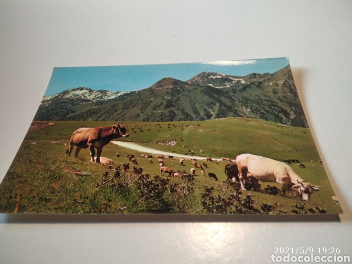Cartes Postales: Pla de Beret Llano vacas