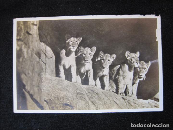 Cartes Postales: LEONES-FOTOGRAFICA-POSTAL ANTIGUA-(80.550)