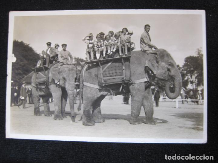 Cartes Postales: ELEFANTES-FOTOGRAFICA-POSTAL ANTIGUA-(80.551)