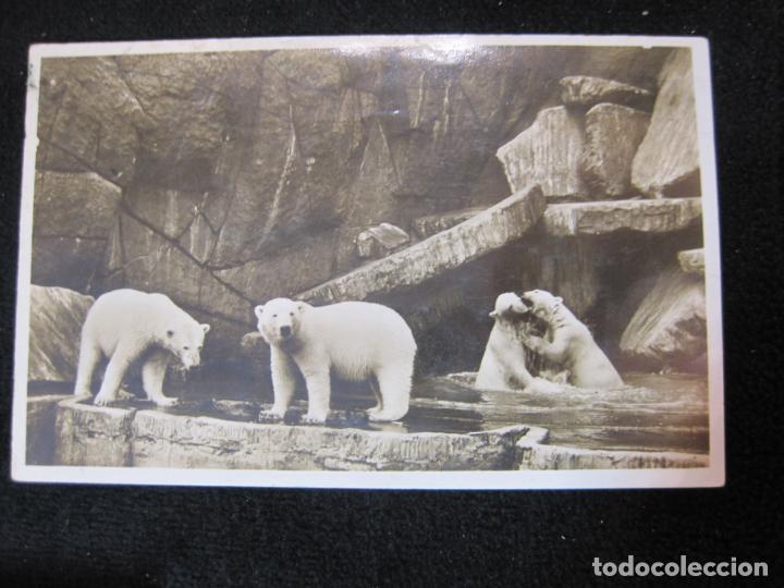 Cartes Postales: OSOS POLARES-FOTOGRAFICA-POSTAL ANTIGUA-(80.552)