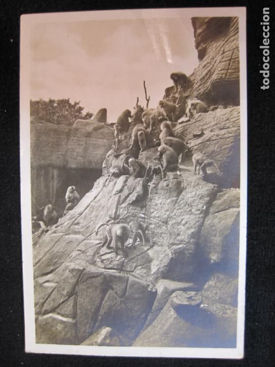 Cartes Postales: MONOS-FOTOGRAFICA-POSTAL ANTIGUA-(80.553)