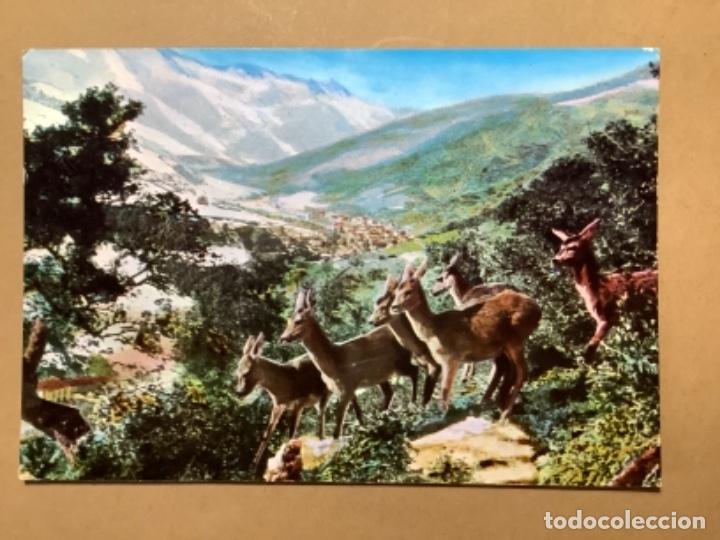 Postkarten: Postal Picos de Europa, Ciervos