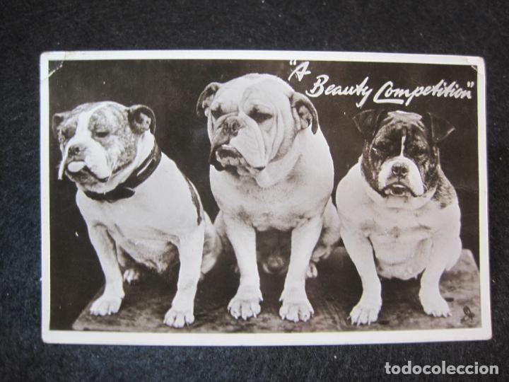Cartes Postales: PERROS-A BEAUTY COMPETITION-FOTOGRAFICA-POSTAL ANTIGUA-(81.054)