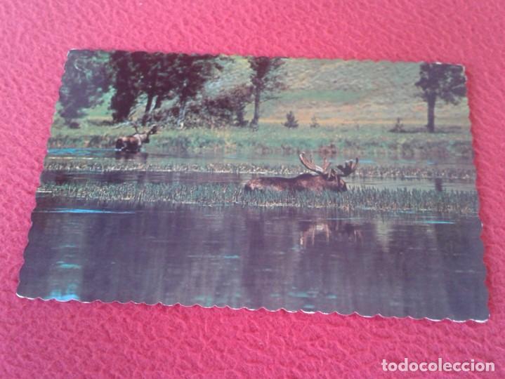 Postkarten: POSTKARTE POST CARD ONTARIO CANADA BULL MOOSE ALCE REY DEL BOSQUE...NORTEAM&Eacute;RICA ROI MONARCH..VER...