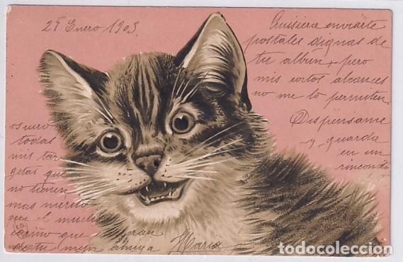 Cartes Postales: Postal gato . Reverso sin dividir. Circulada