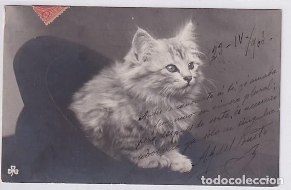 Postcards: Postal gato en un sombrero. Reverso sin dividir. Circulada