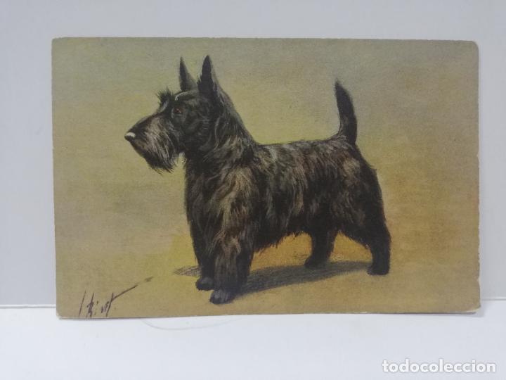 Cartes Postales: TARJETA POSTAL DE ANIMALES. PERRO. SCHNAUZER.