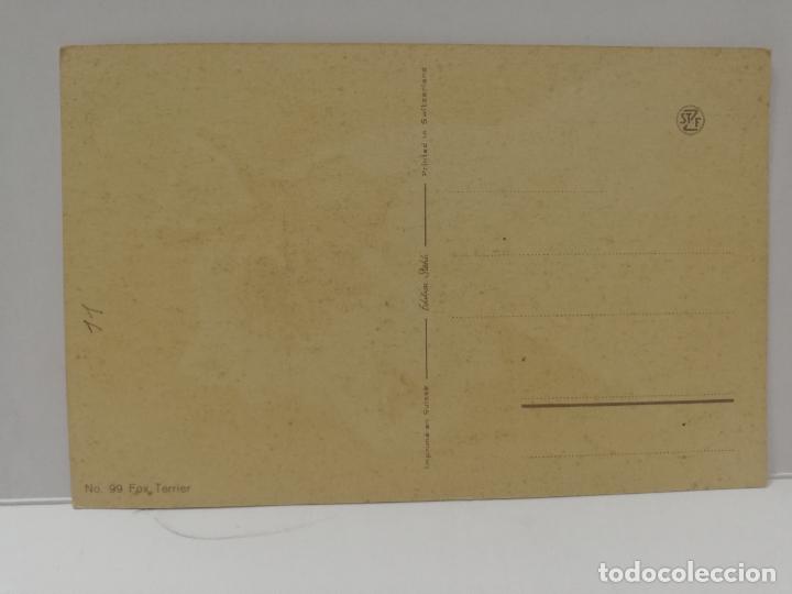 Postales: TARJETA POSTAL DE ANIMALES. PERRO. FOXTTERRIER. - Foto 2