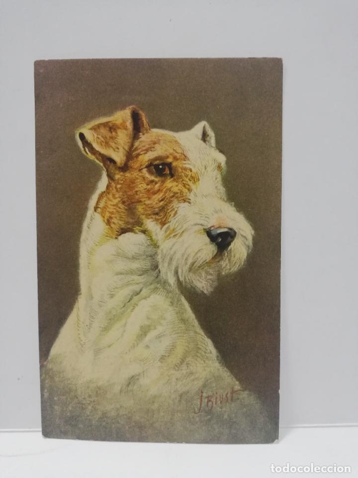 Postales: TARJETA POSTAL DE ANIMALES. PERRO. FOXTTERRIER. - Foto 1