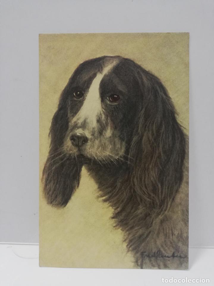 Cartes Postales: TARJETA POSTAL DE ANIMALES. PERRO. BRETON.