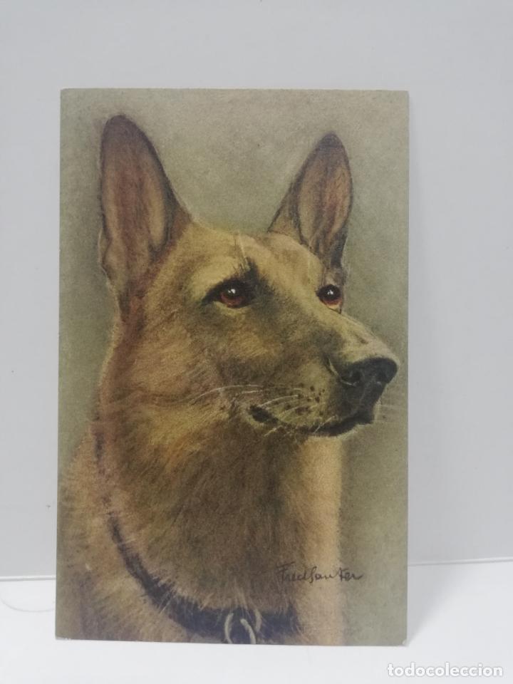 Cartes Postales: TARJETA POSTAL DE ANIMALES. PERRO. PASTOR ALEMAN.