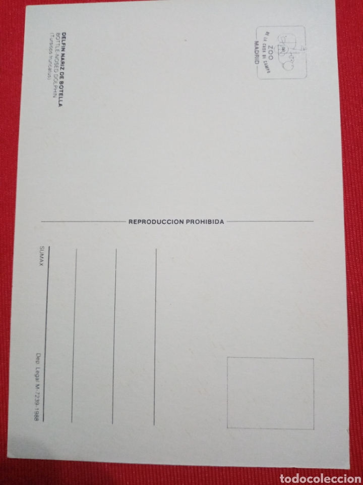 Postales: POSTAL, DELFIN NARIZ DE BOTELLA - Foto 2