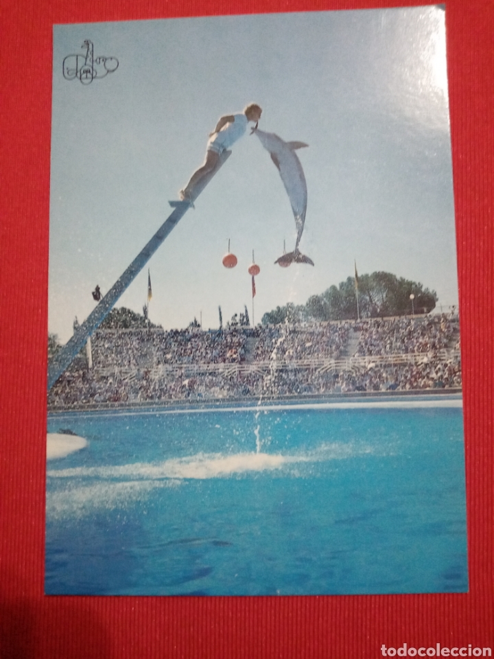 Postales: POSTAL, DELFIN NARIZ DE BOTELLA - Foto 1