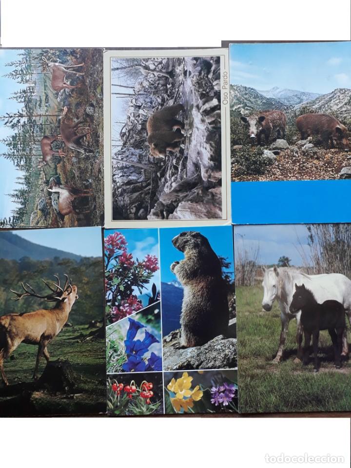 Postales: 50 POSTALES DIFERENTES DE ANIMALES - Foto 2