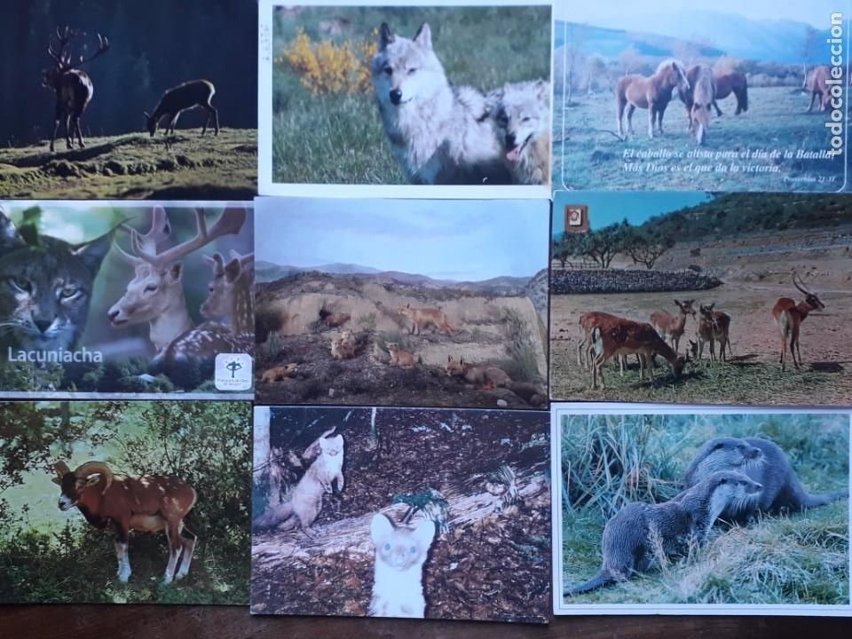 Postales: 50 POSTALES DIFERENTES DE ANIMALES