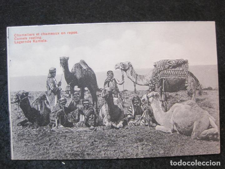 Postkarten: CHAMELIERS ET CHAMEAUX EN REPOS-HOMBRES CON CAMELLOS-POSTAL ANTIGUA-(81.616)