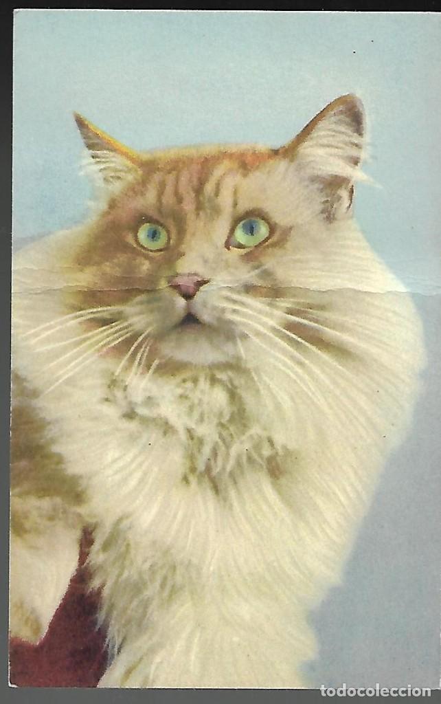 Postkarten: ANTIGUA POSTAL N&ordm; 93 IMPRIM&Eacute; EN SUISSE. EDITION STEHLI. S T Z F, GATO. SIN CIRCULAR.