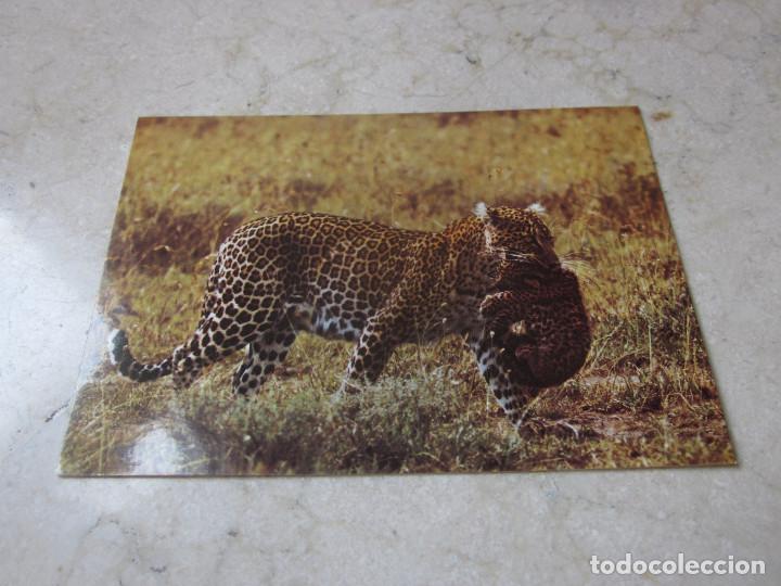 Postkarten: POSTAL LEOPARDO