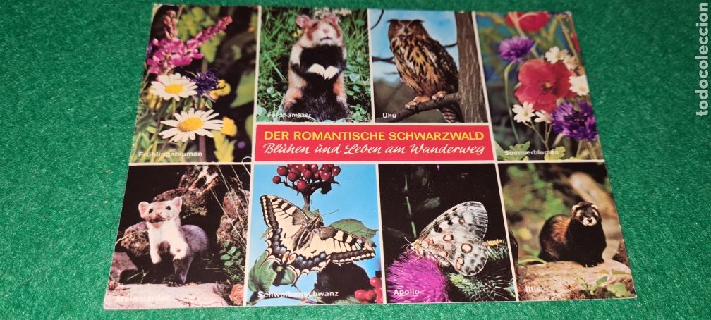 Postales: Preciosa postal de Naturaleza. Der Romantische Schwarzwald. Sin escribir