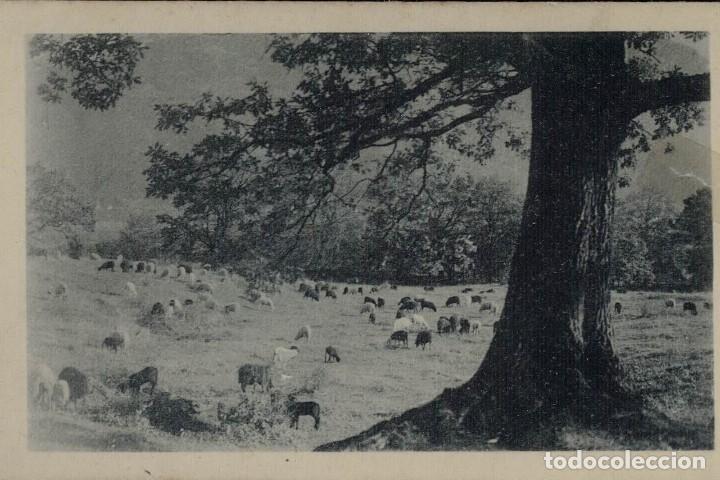 Cartes Postales: Dehesa. Postal antigua circulada 1921. Toros. Vacas. Ovejas. Ganado