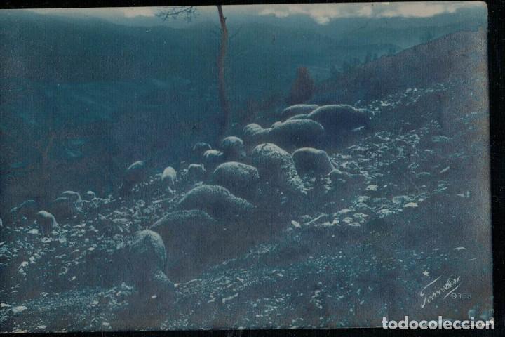 Cartes Postales: Postal antigua circulada 1923. Ovejas. Ganado. / Tur&iacute;n