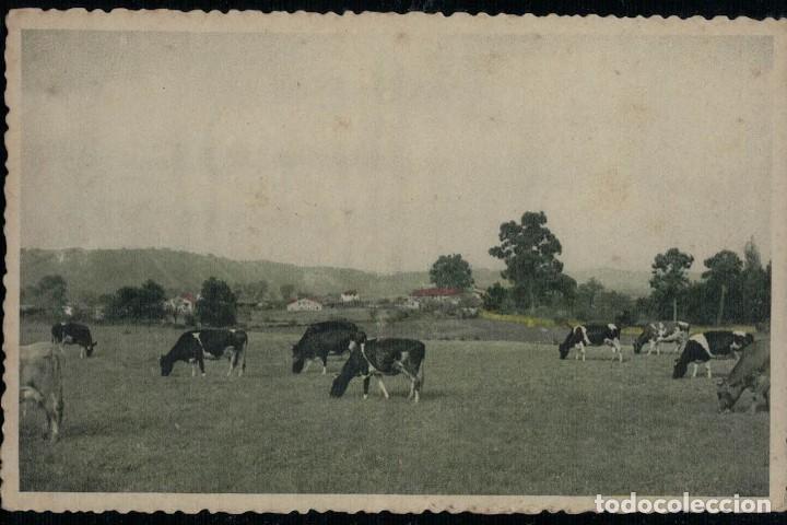 Cartes Postales: Dehesa. Postal antigua sin circular FHER. Toros. Vacas