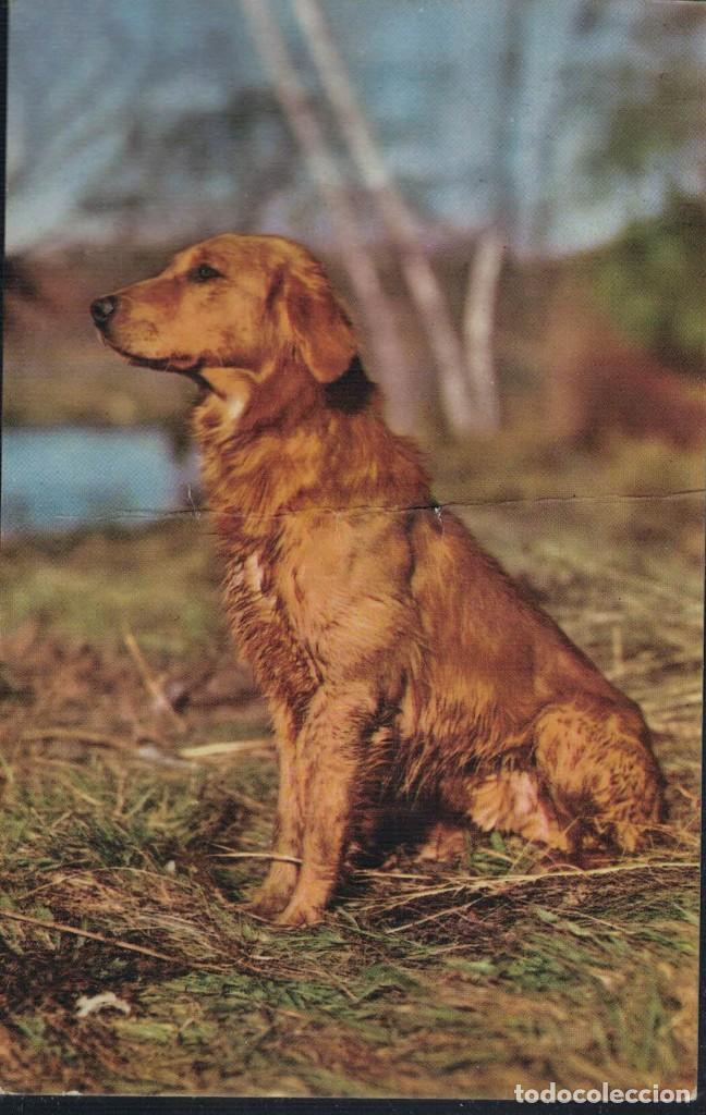 Postales: Postal circulada Cocker Spaniel - Foto 1