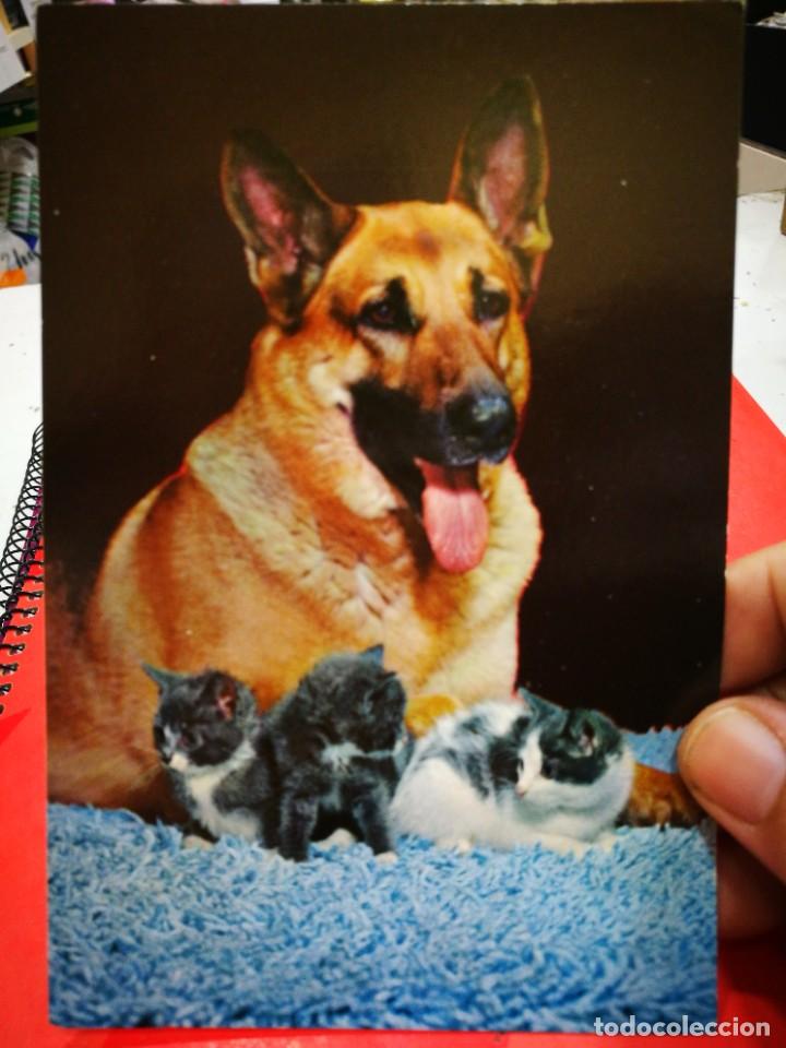 Postkarten: Postal Perro y Gatos C y Z N 6371 - A S/C