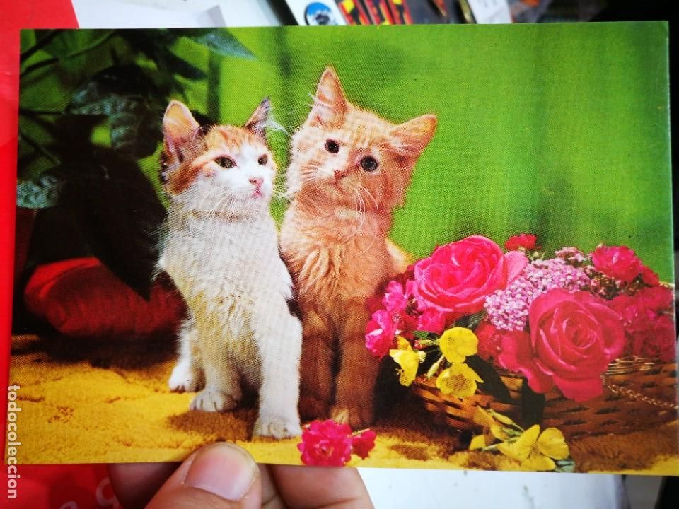 Postkarten: Postal Gatos N 2302/2 VIKINGO S/C