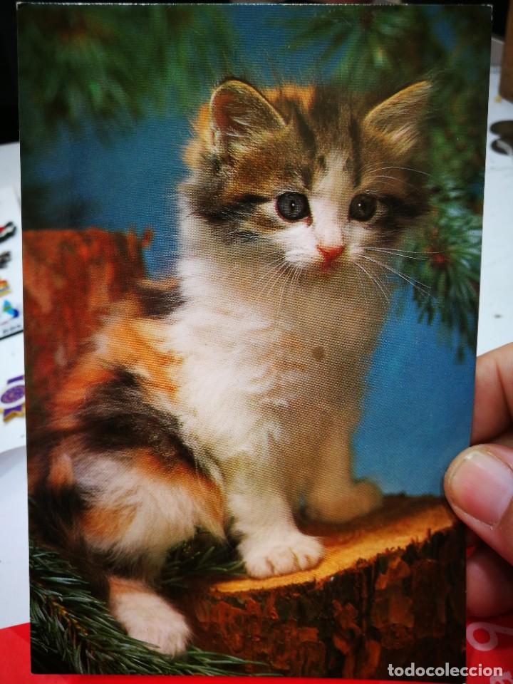 Postkarten: Postal GAtos N 7663/29-B C y Z S/C