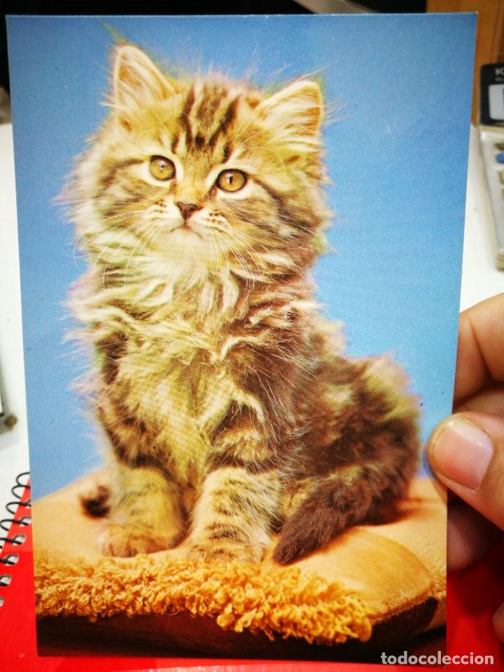 Postkarten: Postal Gato N 2302 / 3 VIKINGO S/C