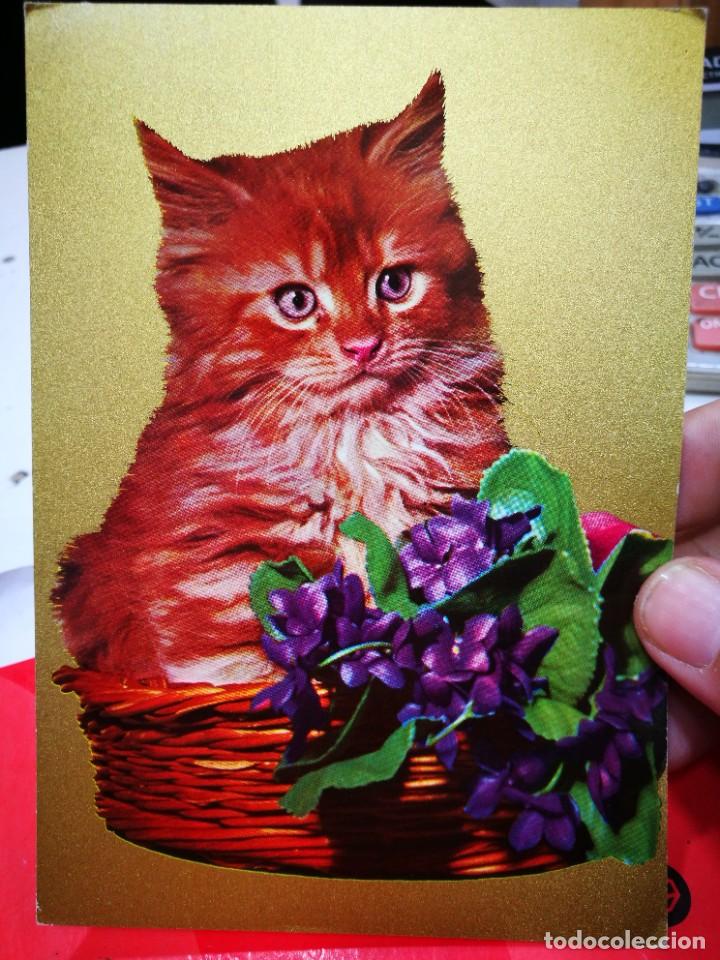 Postkarten: Postal Gato N 900/314 KRUGER S/C
