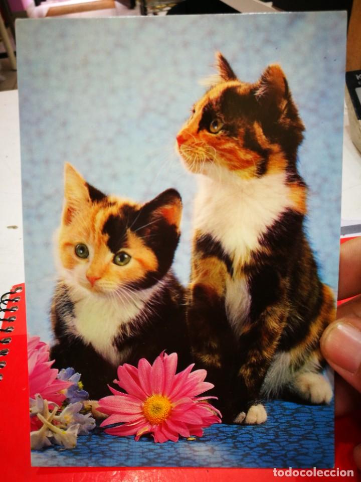 Postkarten: Postal Gatos N 509-D AC S/C